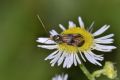 Nemophora fasciella (cfr.)